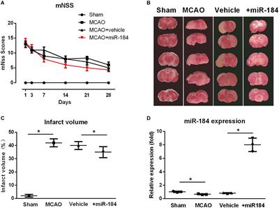 Mir-184 Contributes to Brain Injury Through Targeting PPAP2B Following Ischemic Stroke in Male Rats